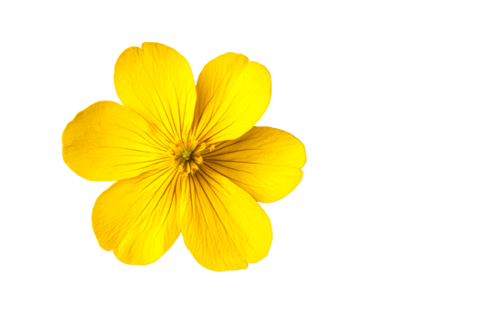 Bright yellow flower with delicate petals and slender stem png