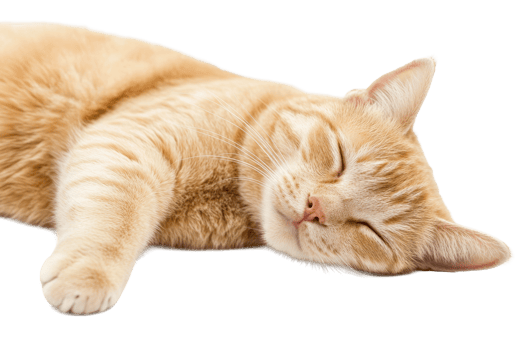 Orange cat resting peacefully on a white background png