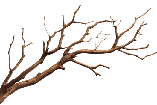 Dry tree branch with elongated twigs ready for creative use png