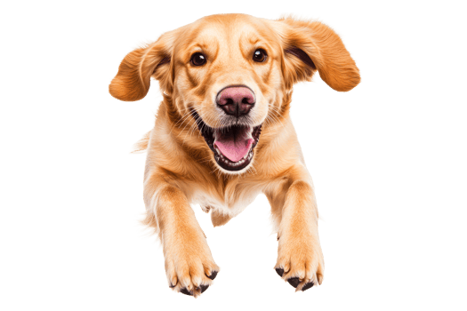 Happy golden retriever jumping in playful excitement with a smile png