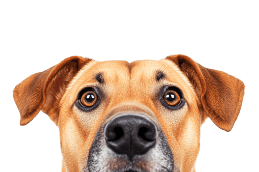 Curious dog with expressive eyes on a transparent background png