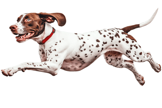 Energetic dog leaping joyfully in a playful moment png