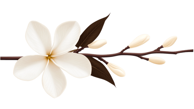 White flower blossom branch, brown leaves, bud spring, cut out transparent png