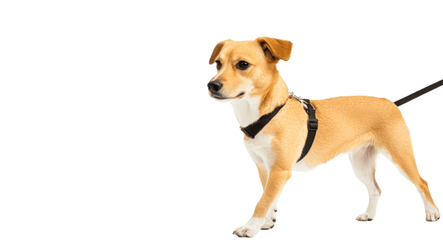 Portrait of a tan-colored dog wearing a harness, cut out transparent png