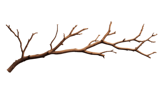 Bare branch, dormant tree limb texture, natural element detail, cut out transparent png