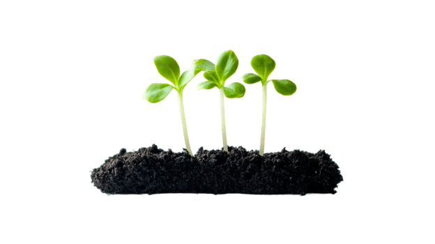 Fresh green plant seedlings, sprout, growth, spring, earth, cut out transparent png