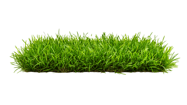 Lush green grass texture and organic lawn isolated, cut out transparent png