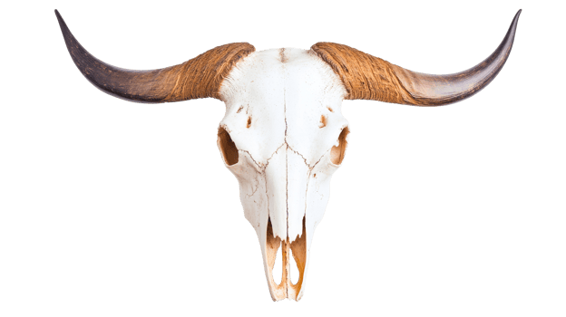 Majestic Animal Skull with Long Horns, Wildlife Decoration, cut out transparent png