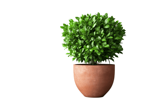Bush in ceramic pot, lush green leaves, home decoration, cut out transparent png