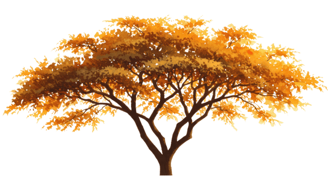 Acacia Tree Silhouetted Against a Warm Setting Sun Glow png