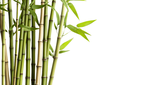 Bamboo stalks with green leaves, cut out transparent png