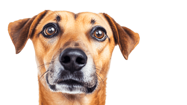 Adorable close-up brown dog head, attentive gaze, endearing, cut out transparent png