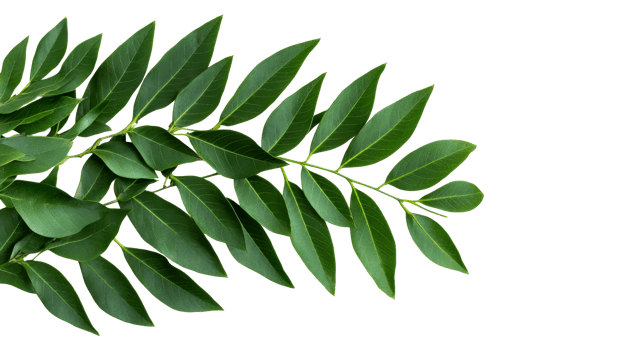 Leaves and stem with vibrant green foliage , cut out transparent png