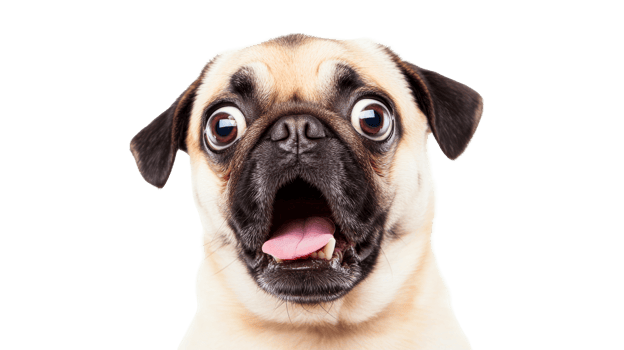 Surprised pug dog expression with open mouth, cut out transparent png