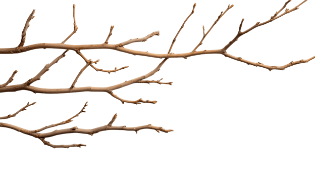 Bare branch with intricate twigs against a transparent background png