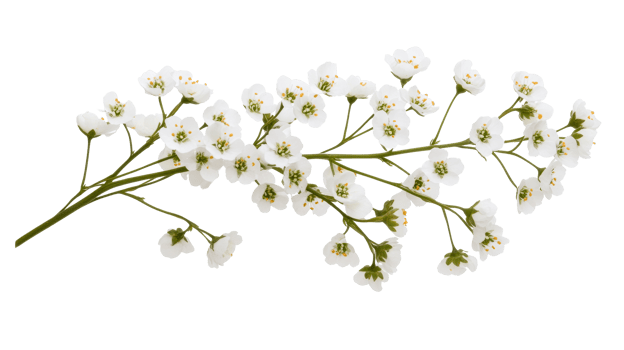 White blossoms branch isolated, cut out transparent png