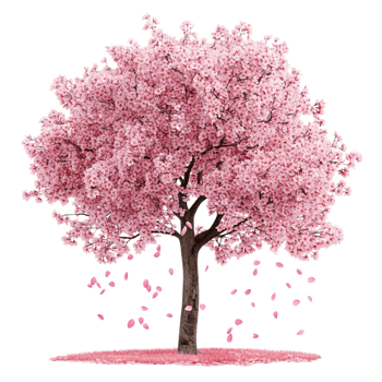 Stunning Cherry Blossom Tree with Vibrant Pink Flowers and Petals png
