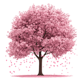 Majestic Cherry Blossom Tree in Full Bloom with Soft Pink Flowers png