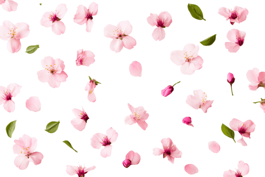 Delicate Blossoms on a Black Background, cut out transparent png