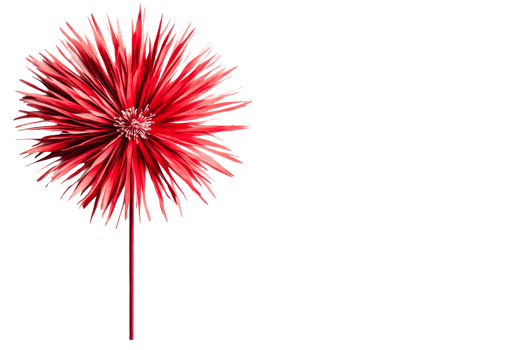 Red flower on a black background, cut out transparent png