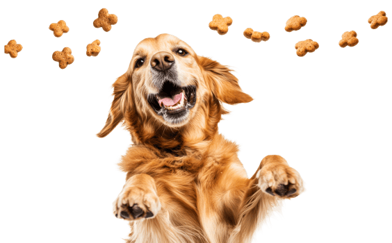 Excited dog jumps for treats, happy pet anticipating food reward, cut out transparent png