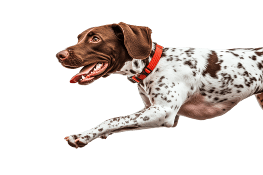 Animated brown and white pointer dog running, black backdrop, cut out transparent png