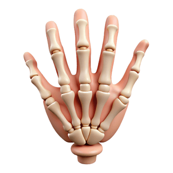 dramatic creative A skeleton hand, bony and detailed, genuine png