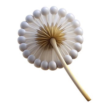 elegant abstract Open dandelion seed head professional png