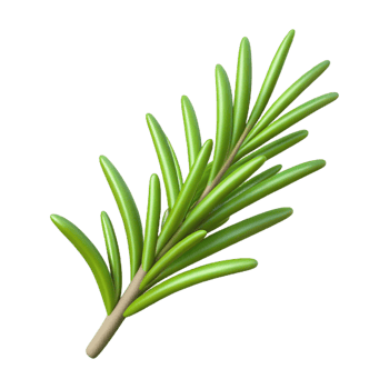 dramatic classic Single rosemary sprig professional png