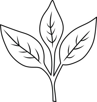 Minimalist Outline Drawing of a Three-Leaf Plant Branch png