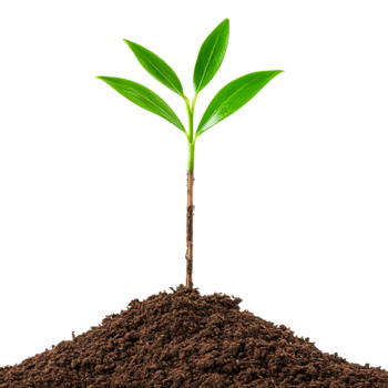 Fresh Green Plant Growing From Dark Soil png