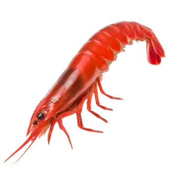 Fresh Red Shrimp on for Culinary and Seafood Imagery png