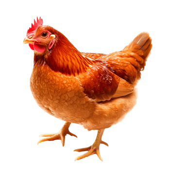 Brown Hen Standing on with Bright Feathers and Red Comb png