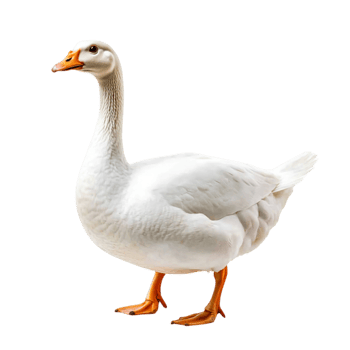 Realistic White Goose Standing Gracefully on png