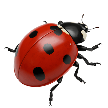 Close-up of a Ladybug on a Transparent Background png