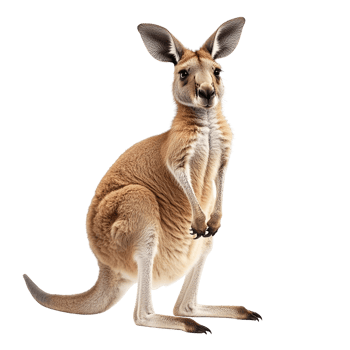 Red kangaroo standing isolated on transparent background png