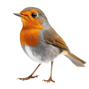Robin isolated on transparent background png