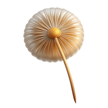 stunning rustic Single dandelion seedhead high quality png