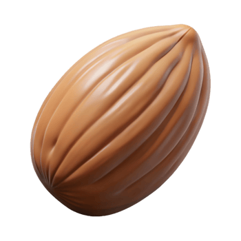 serene classic Raw almond nut detailed png