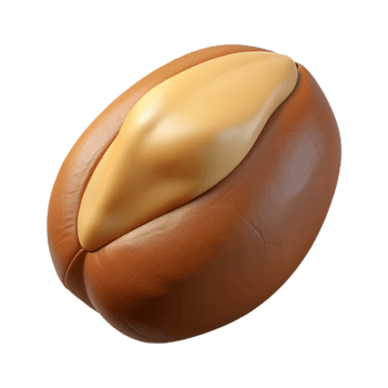 vibrant minimalist Brazil nut exclusive png
