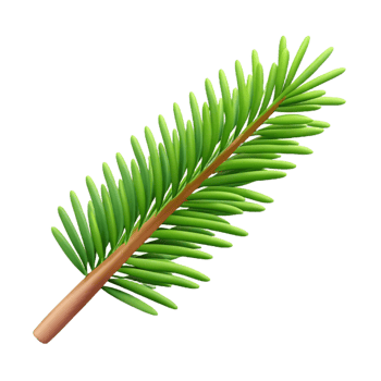 stunning contemporary Single fir tree branch with needles genuine png
