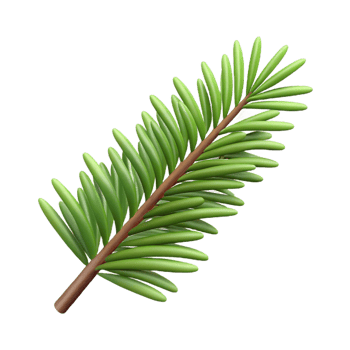 dramatic classic Single fir tree branch with needles 4K png