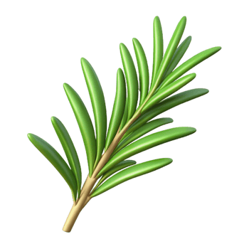 elegant minimalist One sprig of rosemary exclusive png