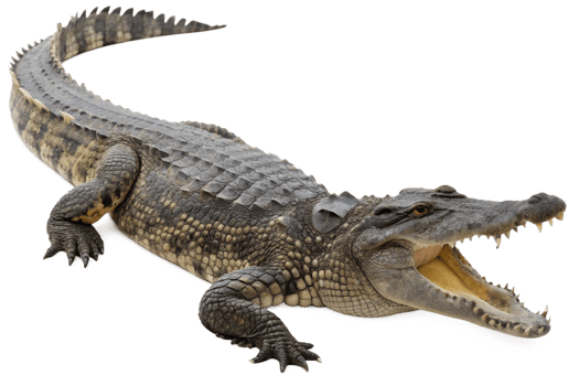 Fierce crocodile with sharp teeth and scaly skin isolated on the transparent background, wild reptile predator png