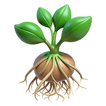 wonderful classic Macadamia nut in shell professional png