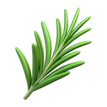 wonderful rustic Single rosemary sprig professional png