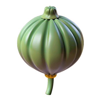vibrant abstract Poppy seed pod high quality png