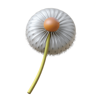 vibrant minimalist Single dandelion seed head authentic png