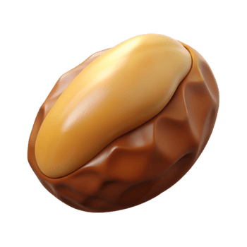 elegant artistic Brazil nut professional png