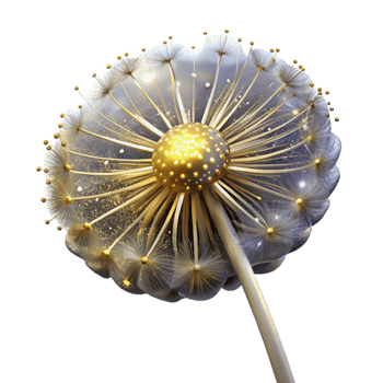 extraordinary creative Single Dandelion Seedhead Isolated Transparent Background original png
